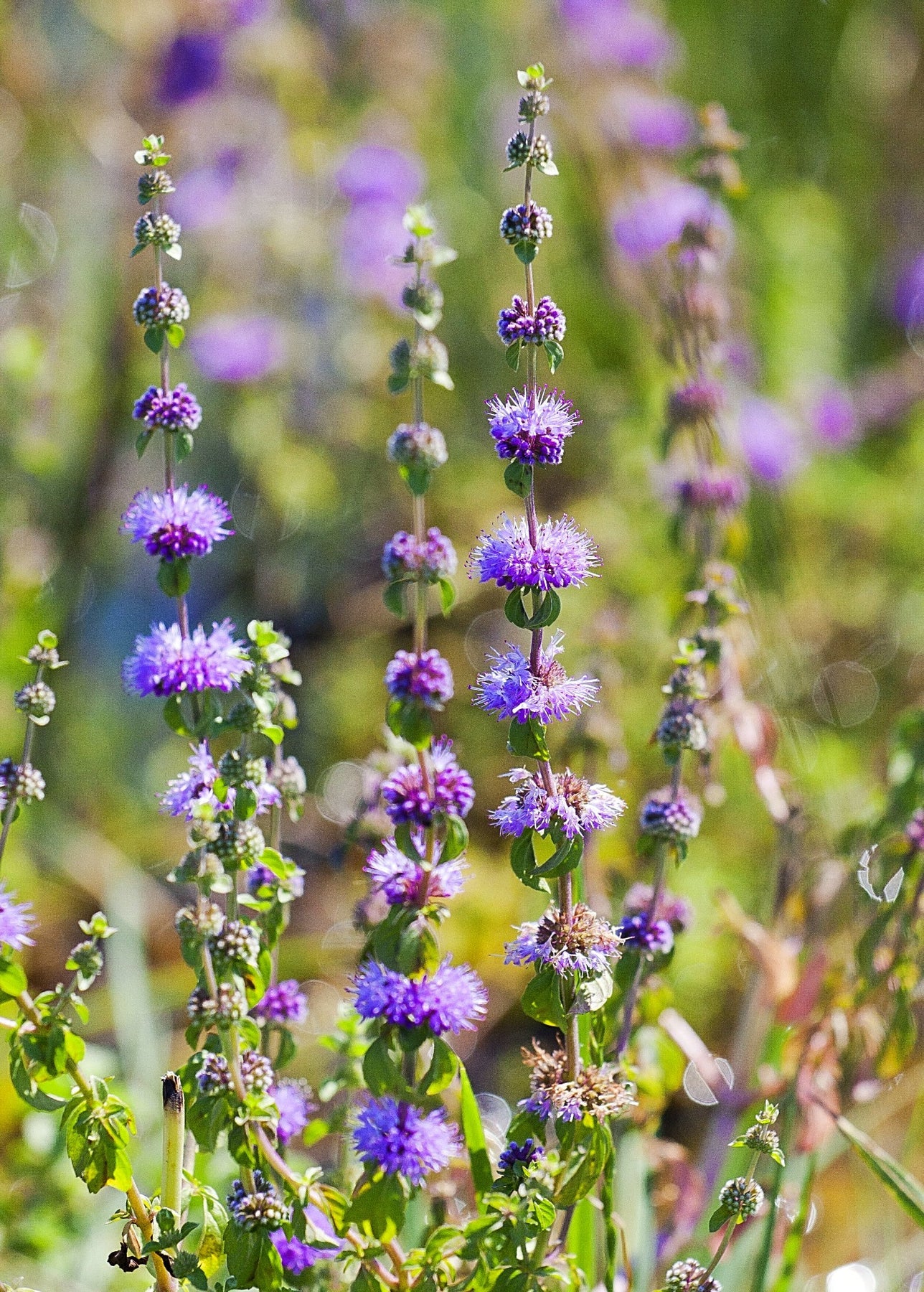 Pennyroyal Flower seeds for Planting Sun Loving Heirloom & GMO Free Seeds for Home Garden
