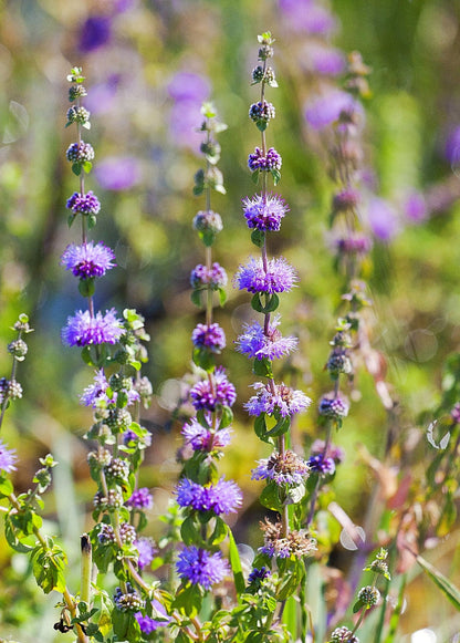 Pennyroyal Flower seeds for Planting Sun Loving Heirloom & GMO Free Seeds for Home Garden