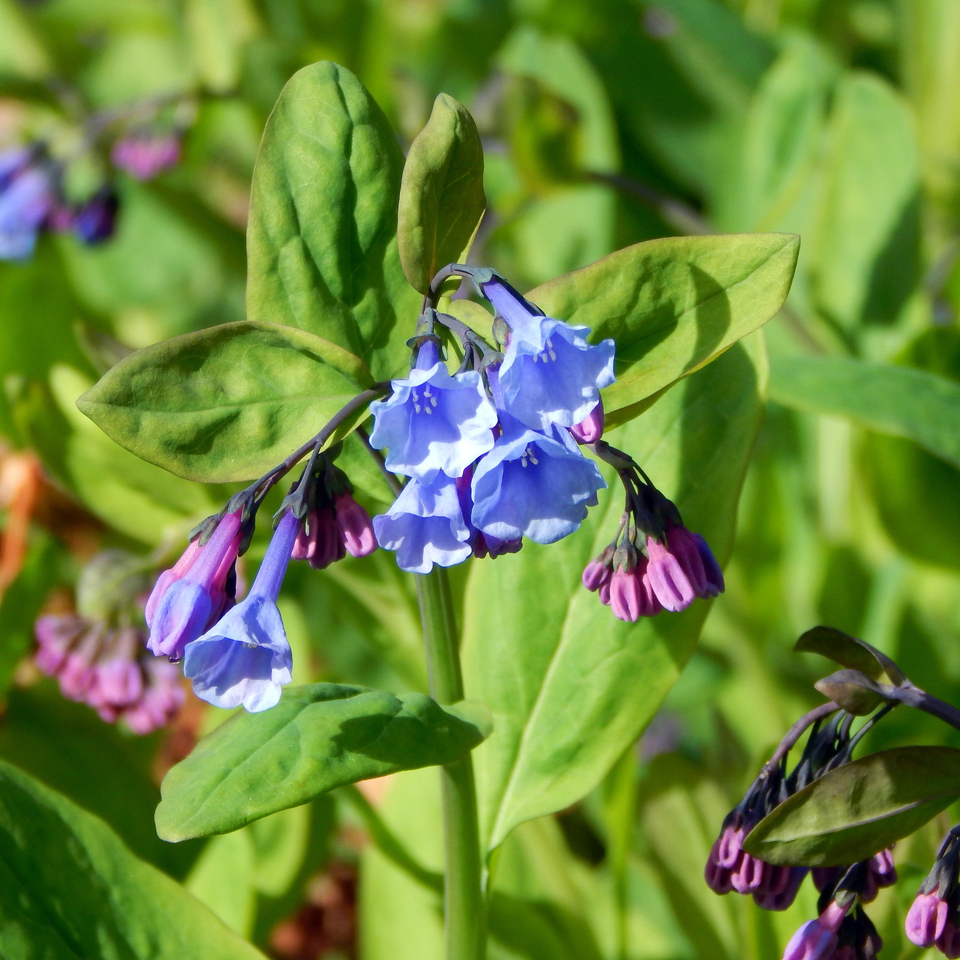 bluebell flower seeds Mertensia Virginica (Virginia Bluebell) Flower Seeds for Planting – He – Pure Asia Seeds