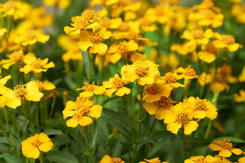 Yellow Mexican Tarragon Flower seeds for Planting - Low Maintenance, Heirloom & GMO Free Seeds for Home Garden