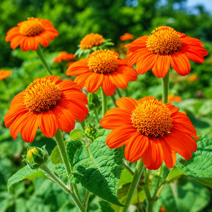 Orange Tithonia Speciosa Flower seeds for Planting - Perfect for Borders, Heirloom & GMO Free Seeds for Home Garden