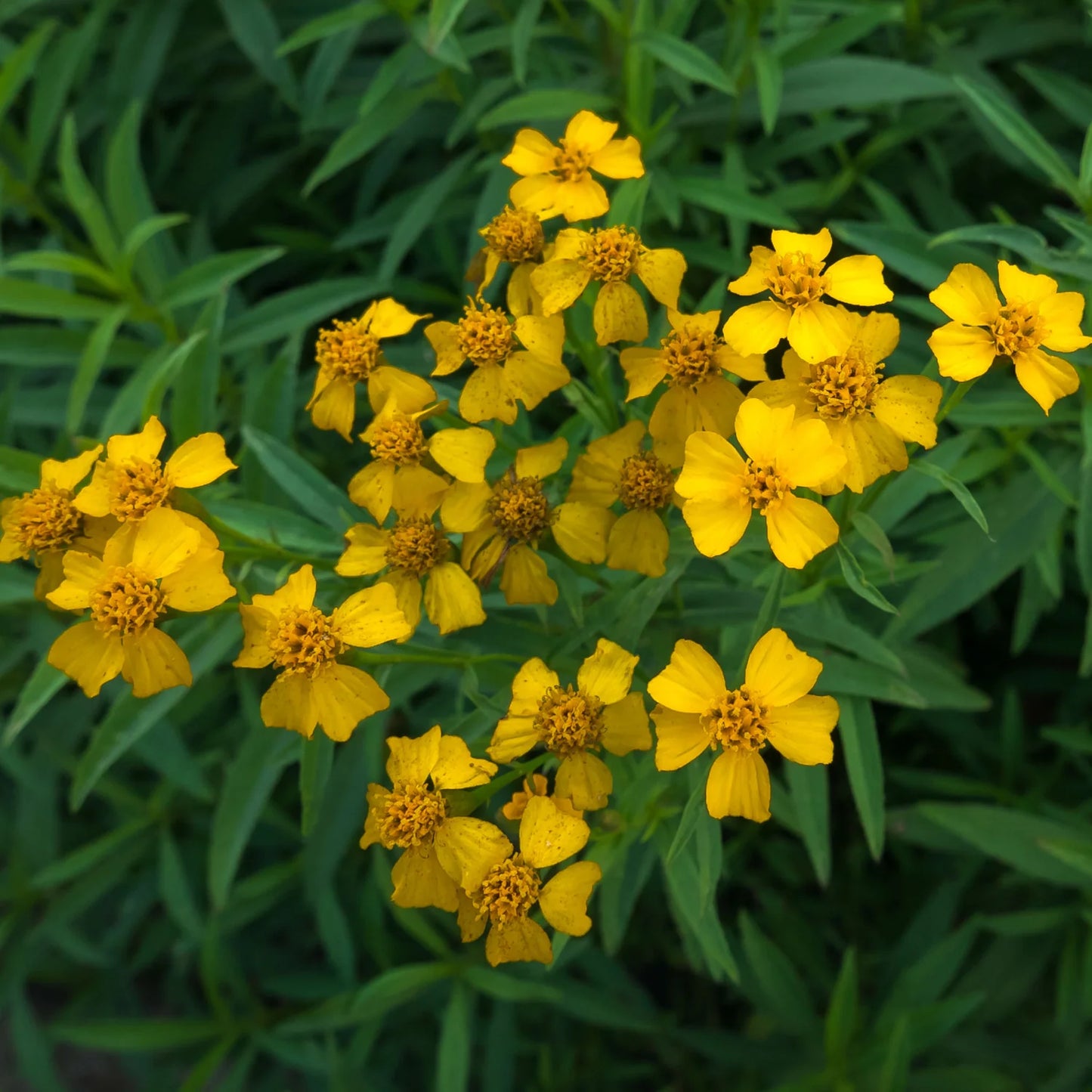 Yellow Mexican Tarragon Flower seeds for Planting - Low Maintenance, Heirloom & GMO Free Seeds for Home Garden