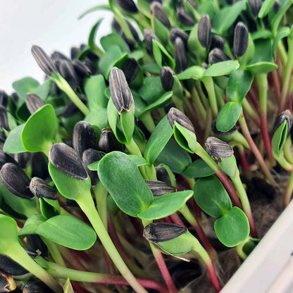 Sunflower Microgreens Flower seeds for Planting - Cottage Garden Essential, Heirloom & GMO Free Seeds for Home Garden