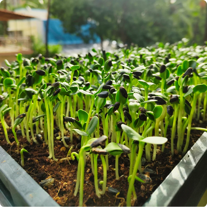Sunflower Microgreens Flower seeds for Planting - Cottage Garden Essential, Heirloom & GMO Free Seeds for Home Garden