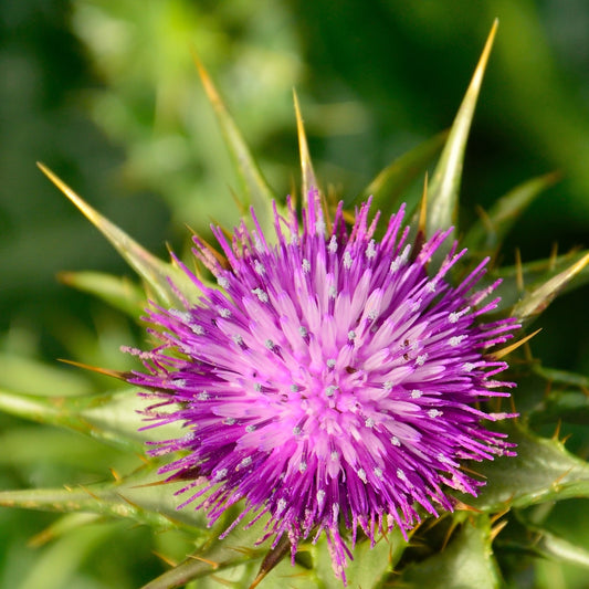 Milk Thistle Flower Seeds