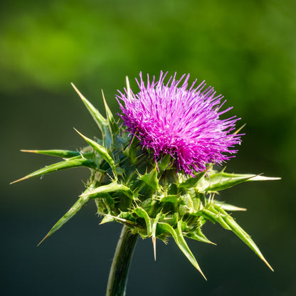 Milk Thistle Flower Seeds
