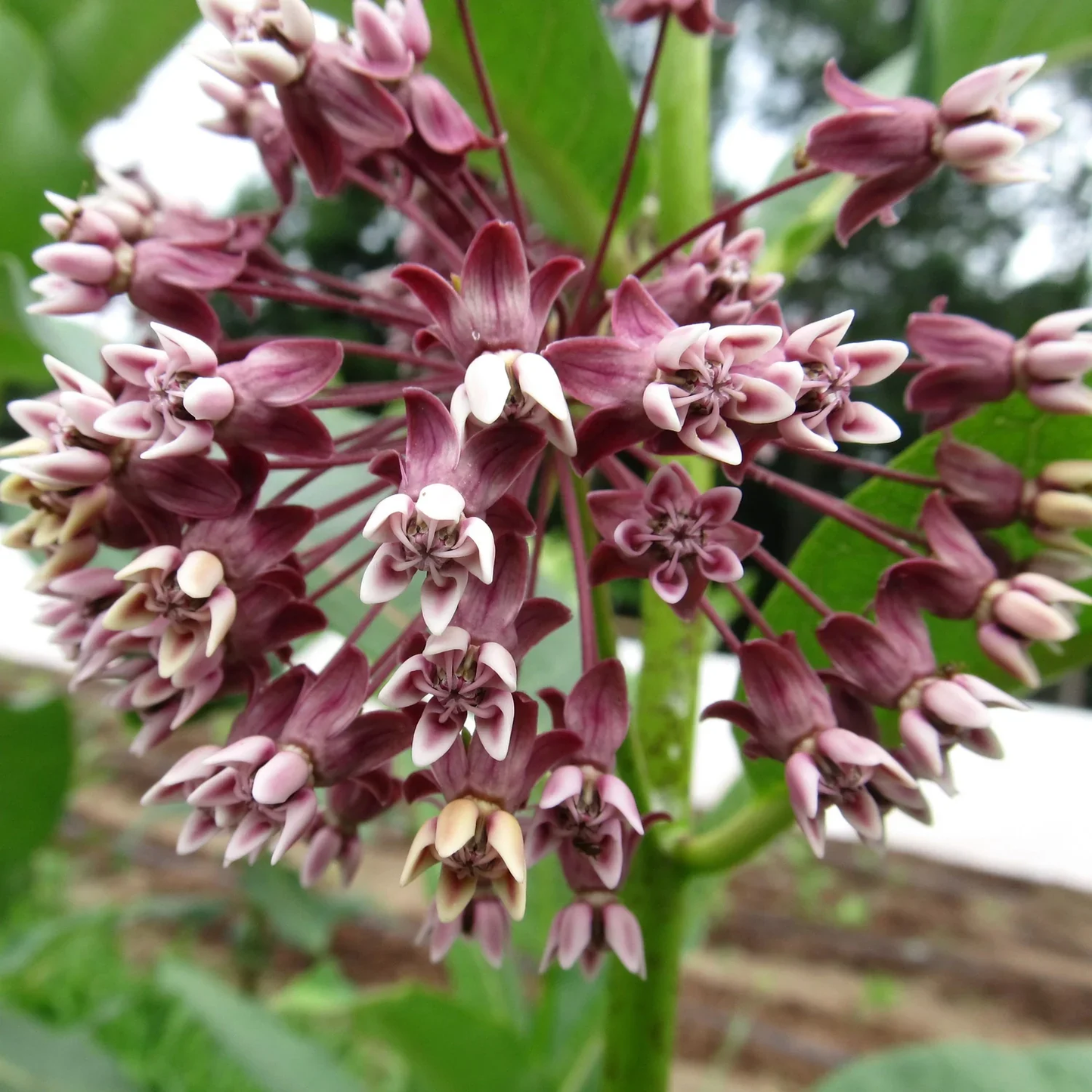 Common Milkweed Flower  Seeds