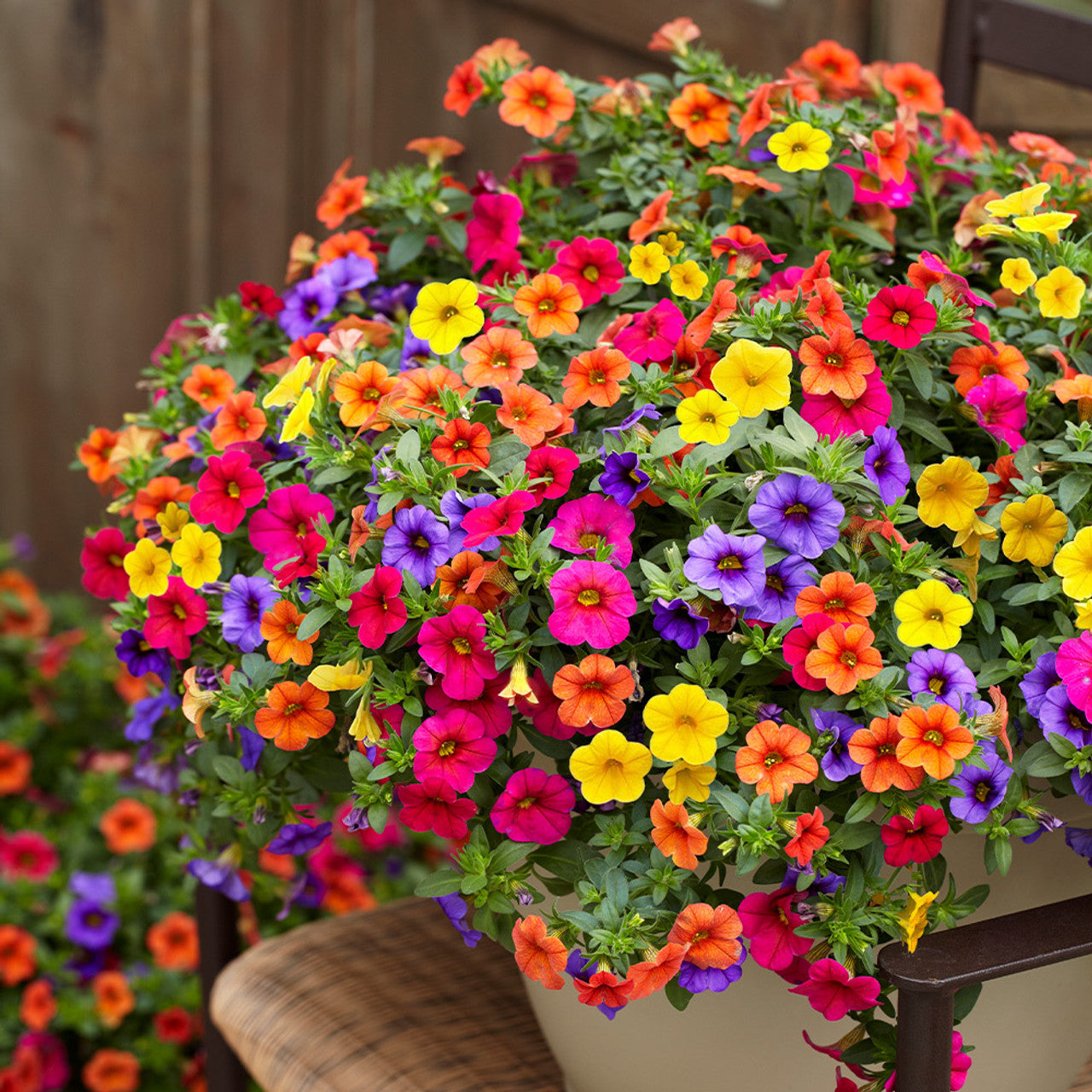 Calibrachoa Million Bells Flower Seeds