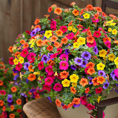 Calibrachoa Million Bells Flower Seeds