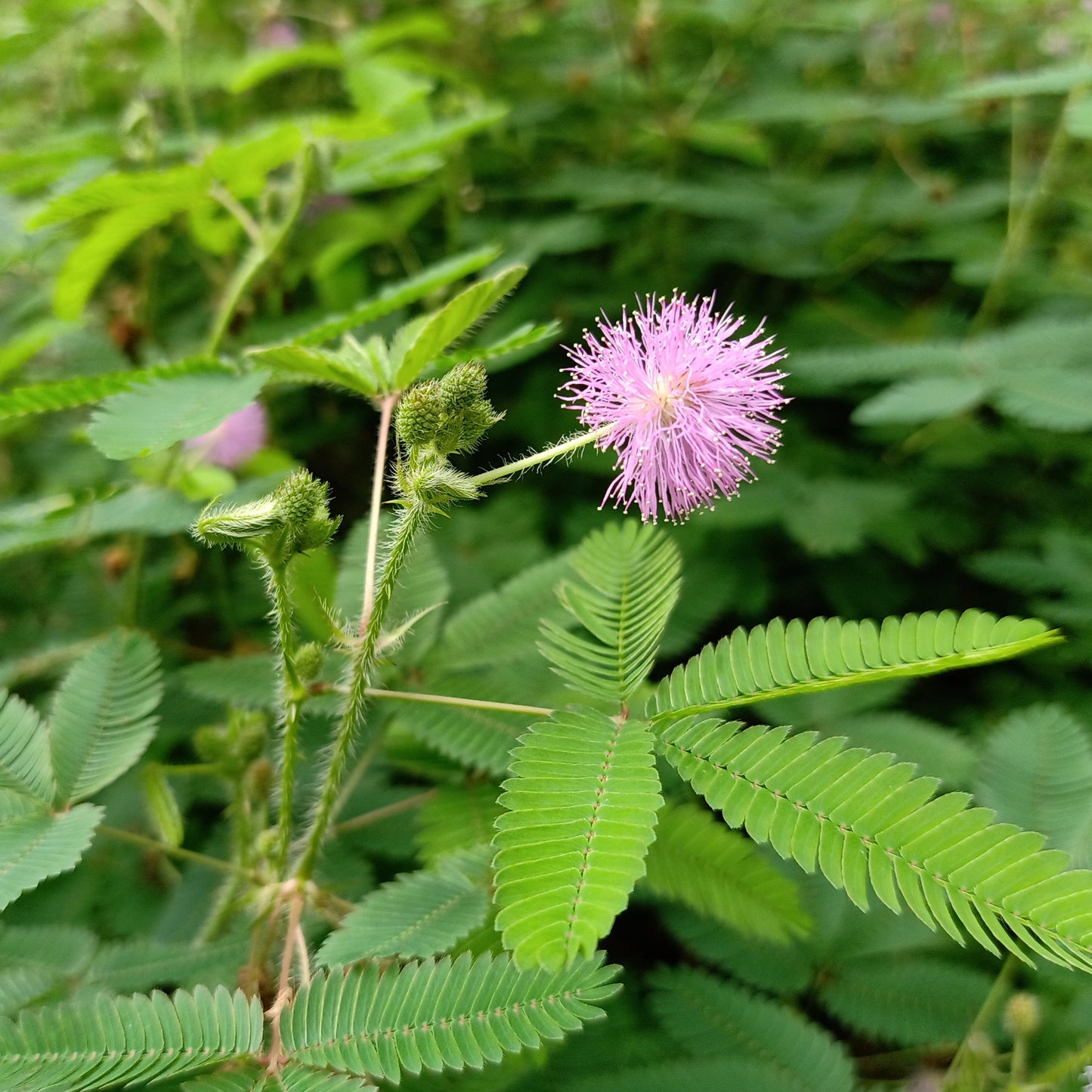 Semi di Mimosa Pudica