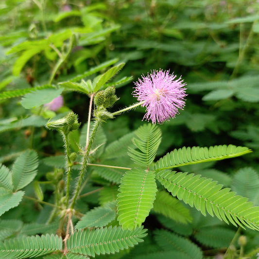 Semi di Mimosa Pudica