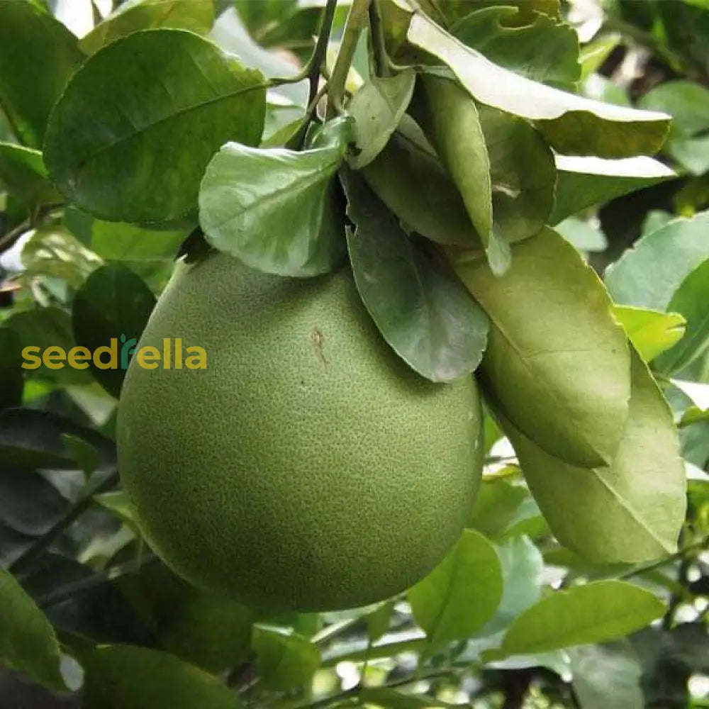 Yellow Mini Pummello Fruit Seeds for Planting