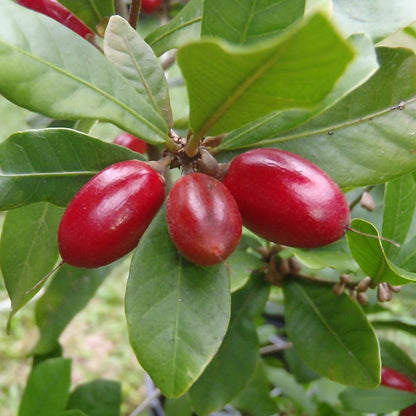 Synsepalum Dulcificum Fruit Seeds
