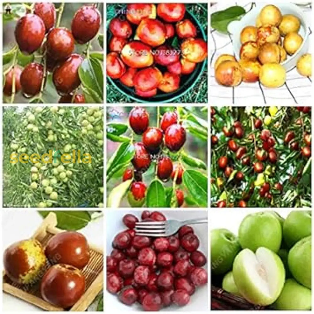 Mixed Jujube Fruit Seeds For Planting heirloom non-gmo organic garden seeds