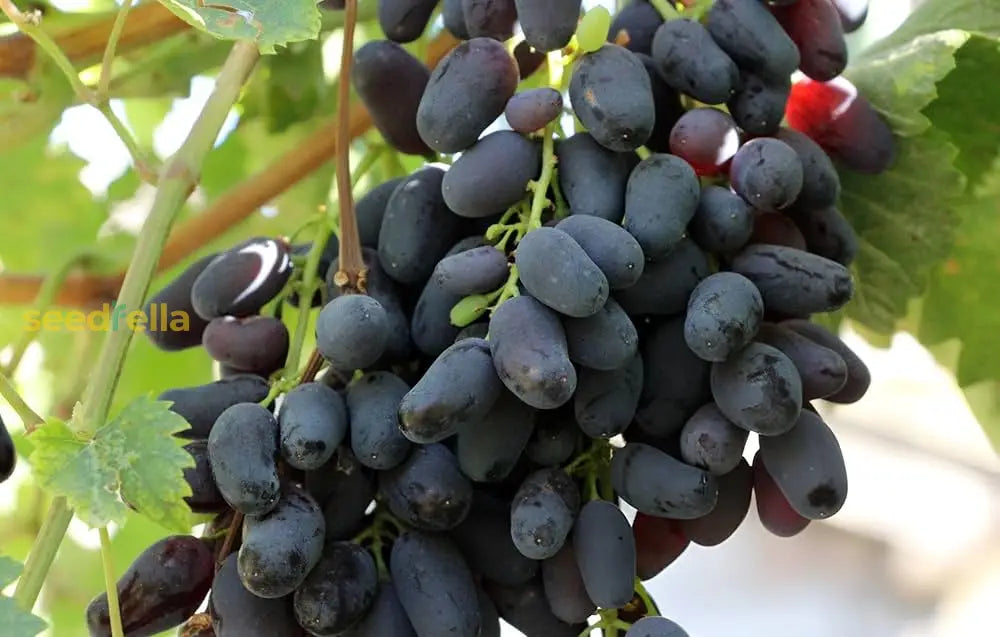 Mixed Trauben Fruit Planting Seeds Collection heirloom non-gmo organic garden seeds