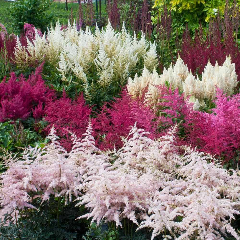 Mixed Arendsii Astilbe Seeds for Planting