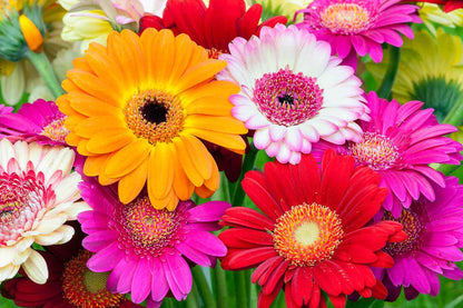 Mixed Gerbera Flower Seeds for Planting