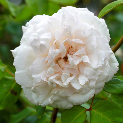Climbing Madame Alfred Carriere Rose - Elegant White Climbing Rose Bush for Garden Walls