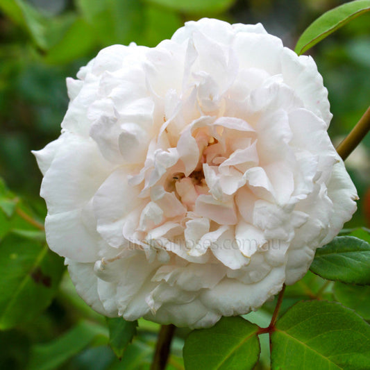 Climbing Madame Alfred Carriere Rose - Elegant White Climbing Rose Bush for Garden Walls