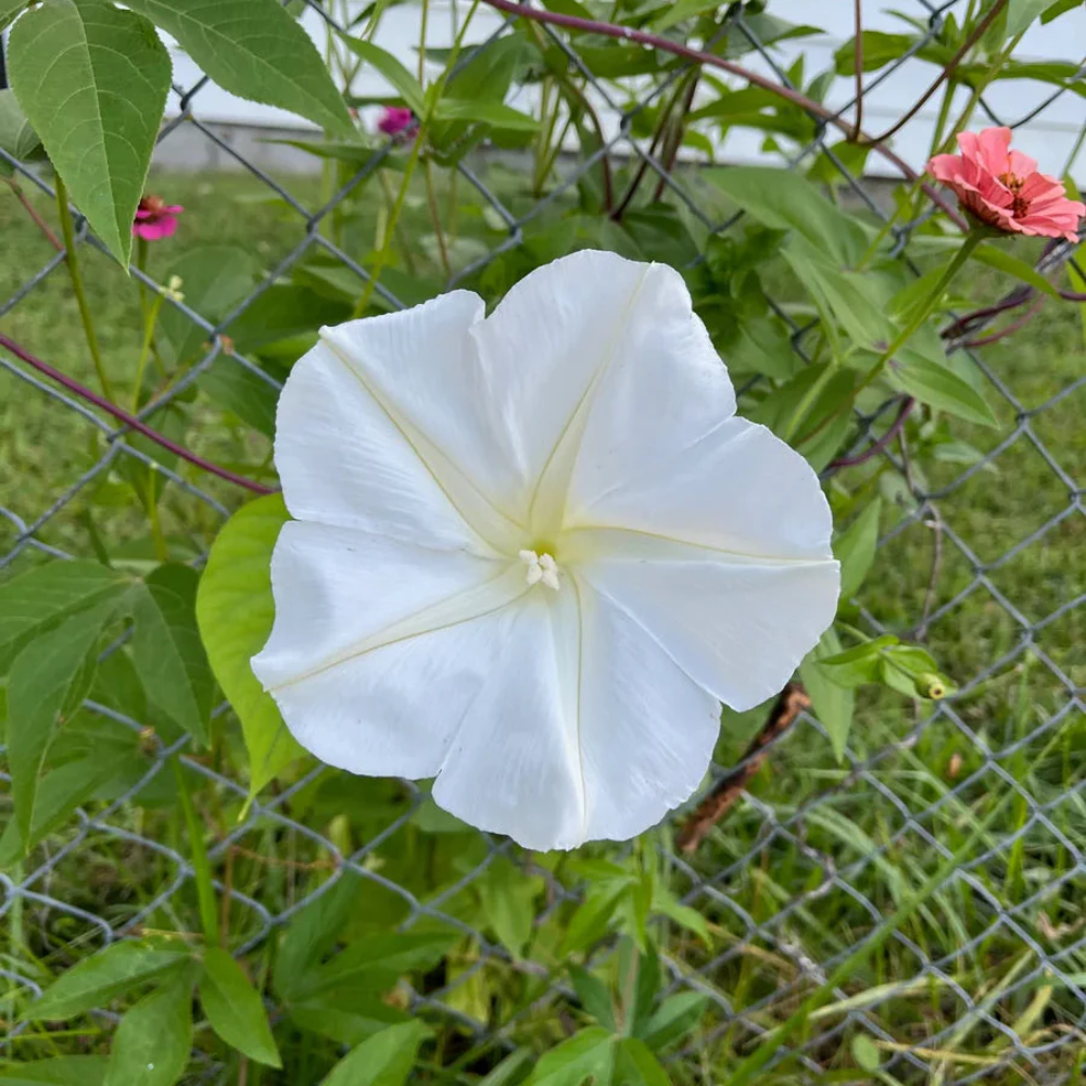 Mondblumensamen