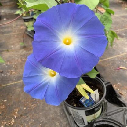 Blue Picotee Morning Glory Climbing Vine Seeds
