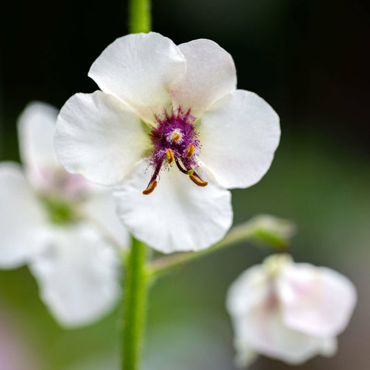 Moth Mullein Flower Seeds