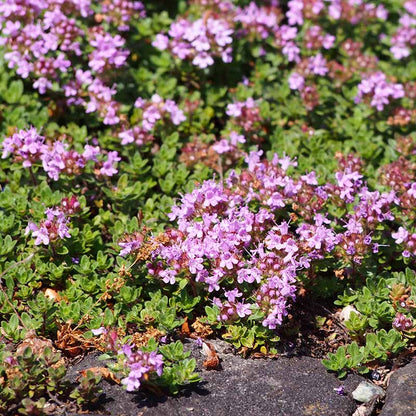 Mother of Thyme Herb Seeds