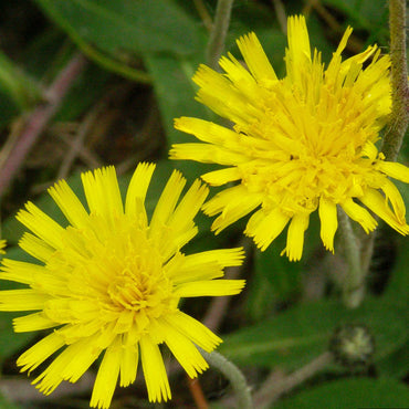 Mouse-Ear Hawkweed Flower Seeds