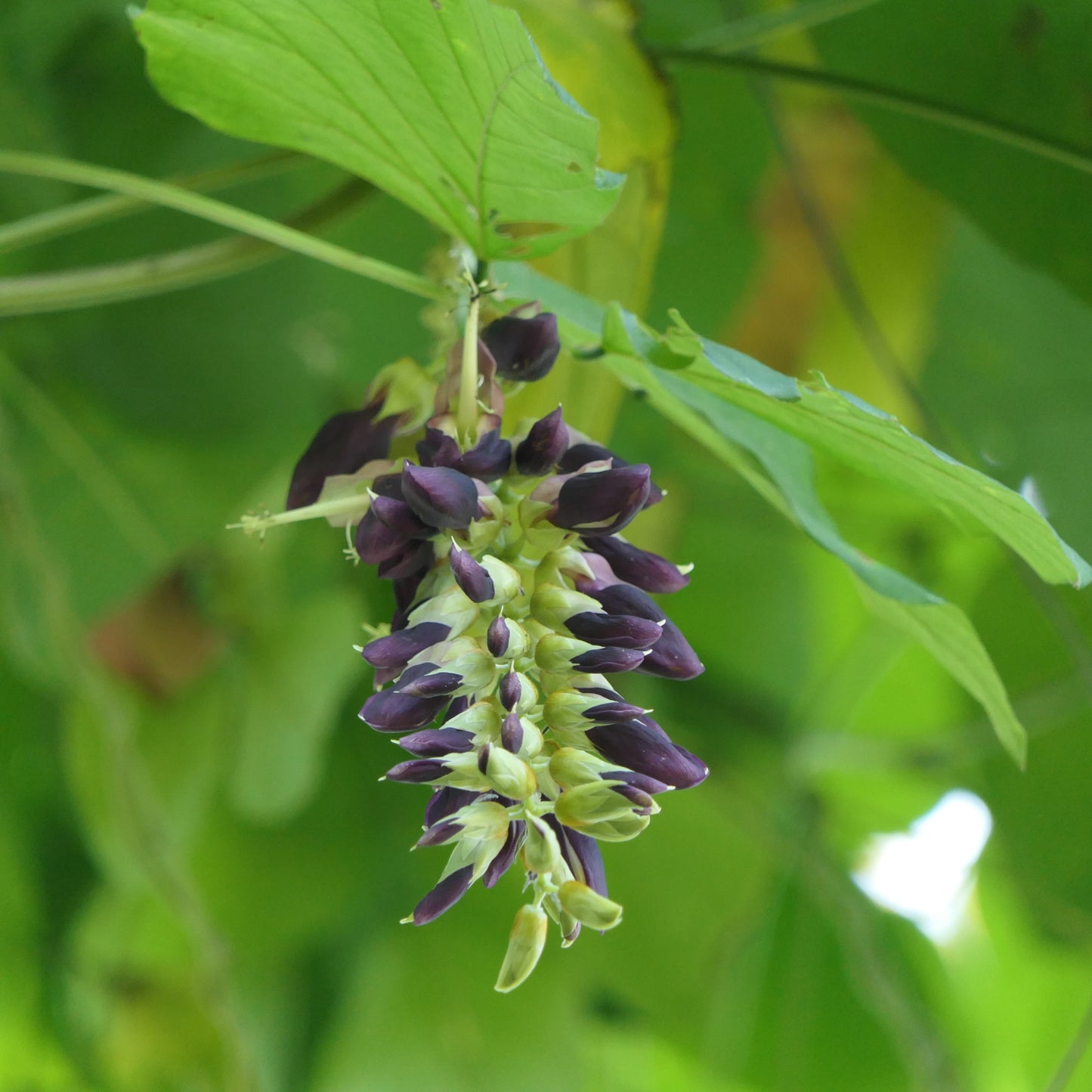 Mucuna Pruriens Velvet Bean Vegetable Seeds