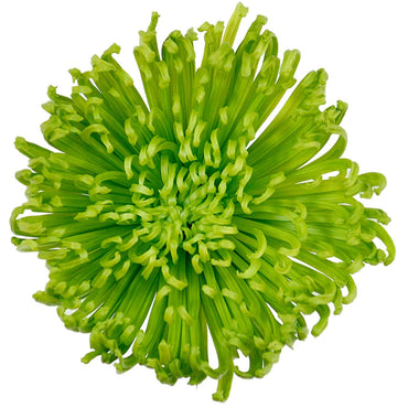 Green Spider Chrysanthemum Flower Seeds
