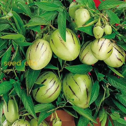 Muricatum Fruit Seeds For Garden Planting Grow Juicy And Aromatic Fruits heirloom non-gmo organic garden seeds