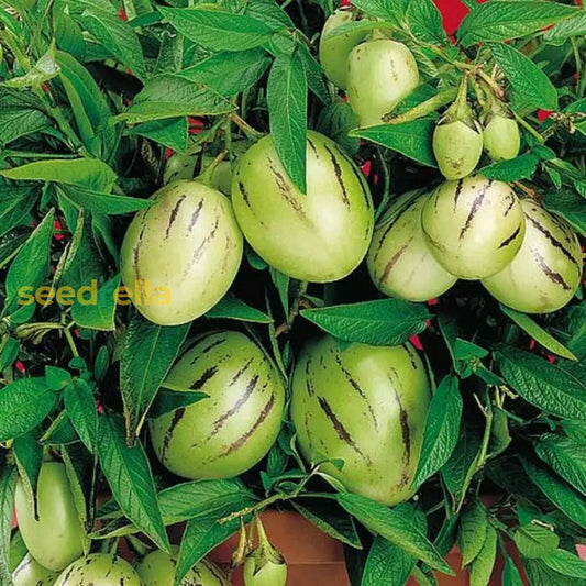 Muricatum Fruit Seeds For Garden Planting Grow Juicy And Aromatic Fruits heirloom non-gmo organic garden seeds