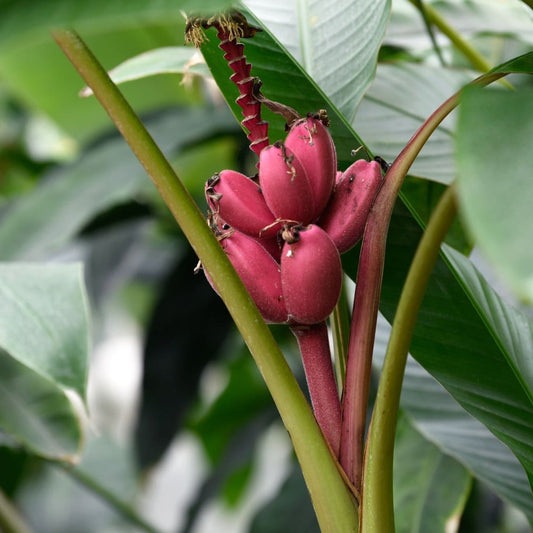 Musa Velutina Fruchtsamen