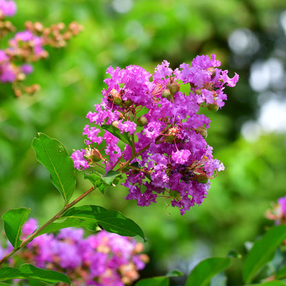 Purple Crepe Myrtle Flower Seeds