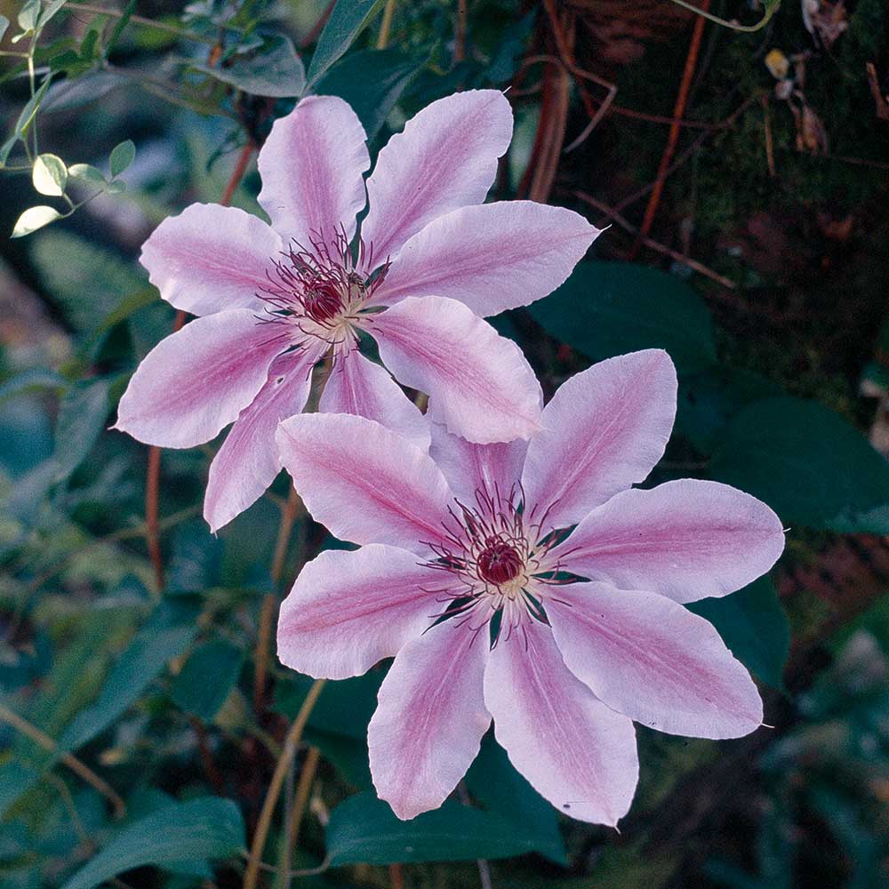 clematis flower seeds Clematis Flower Seeds for Planting – Heirloom, Non-GMO, Easy to Grow, – Pure Asia Seeds