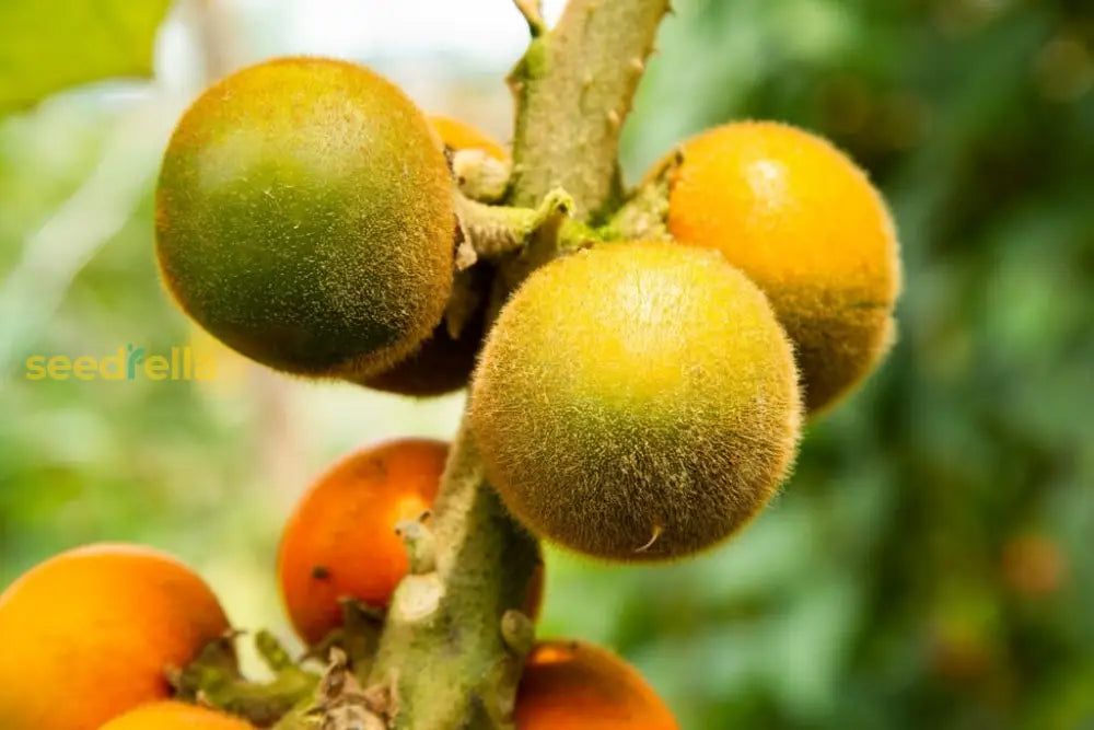 Naranjilla Fruit Seeds For Planting Grow Exotic Fruits heirloom non-gmo organic garden seeds