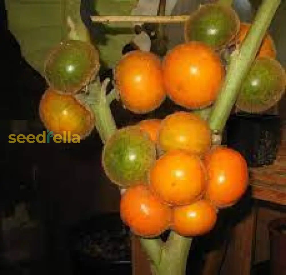Naranjilla Fruit Seeds for Planting - Grow Exotic Fruits