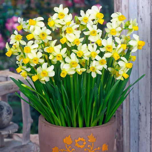 Narcissus Flower Seeds for Planting  White and Yellow Blooms