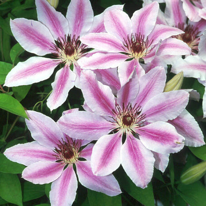 Nelly Moser Clematis Flower Seeds