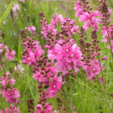 Pink Checkermallow Flower Seeds