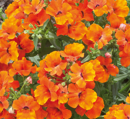 Nemesia Orange Flower Seeds