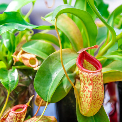 Nepenthes Carnivorous Pitcher Plant Seeds