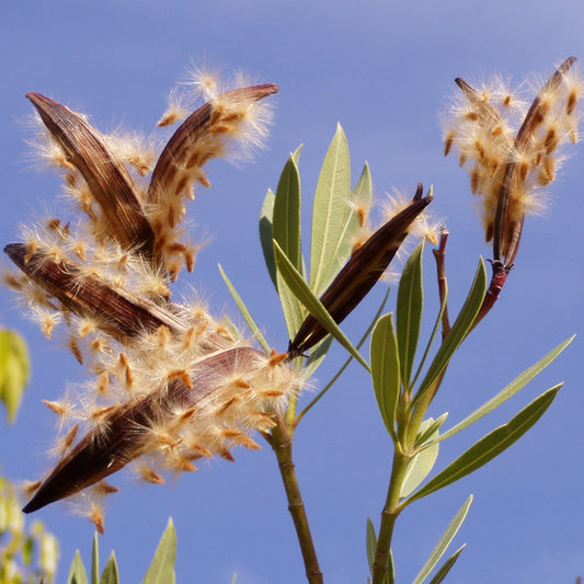 Nerium Oleander Shrub Seeds