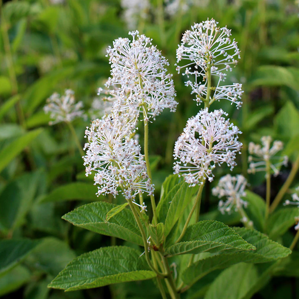 New Jersey Tea Shrub Seeds