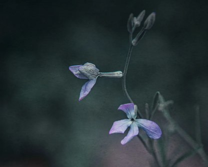 Night-Scented Stock Flower Seeds