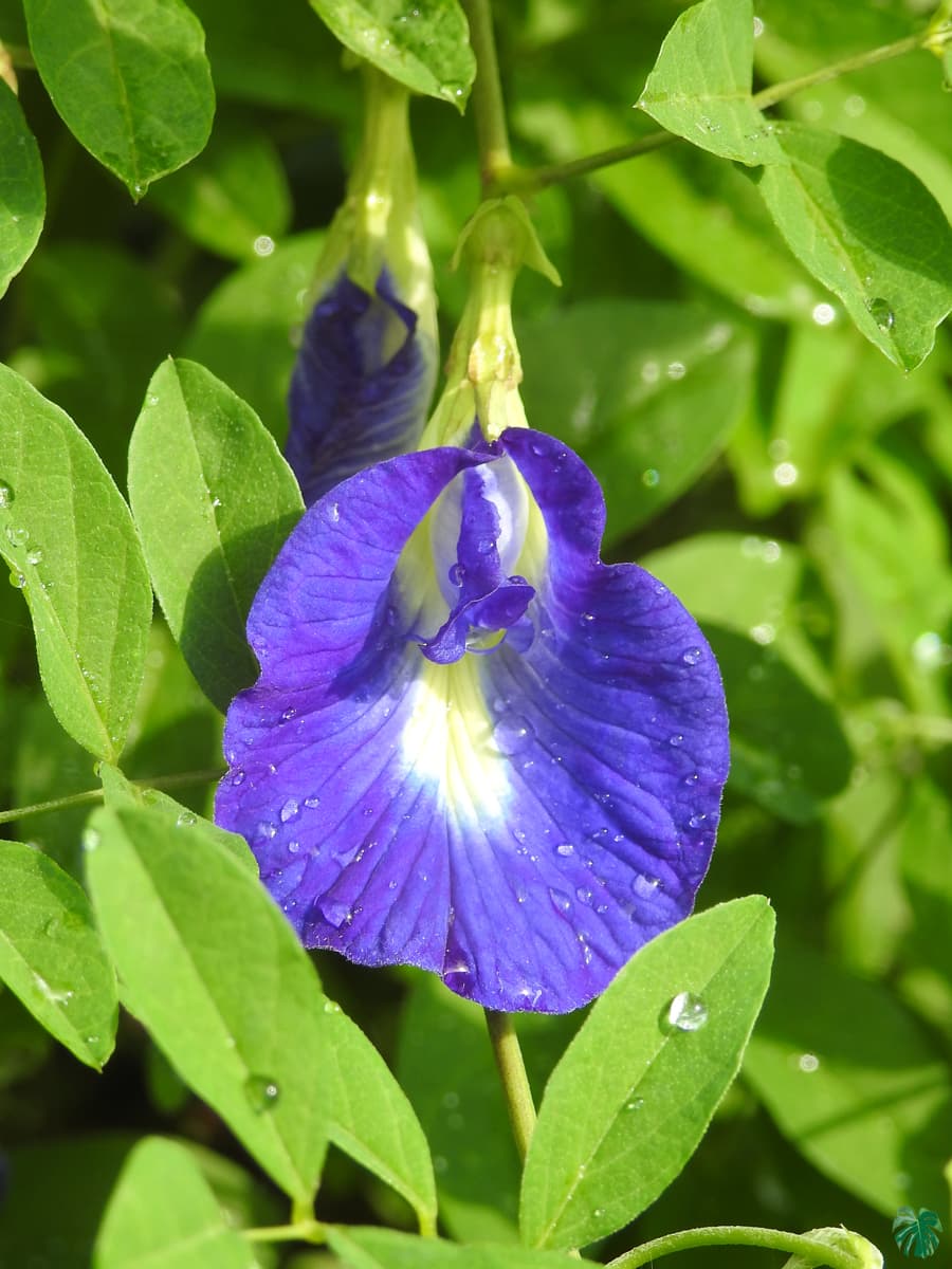 Butterfly Pea Flower Seeds