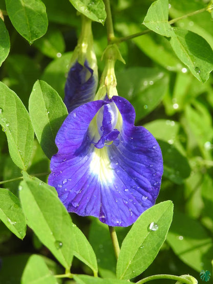 Butterfly Pea Flower Seeds
