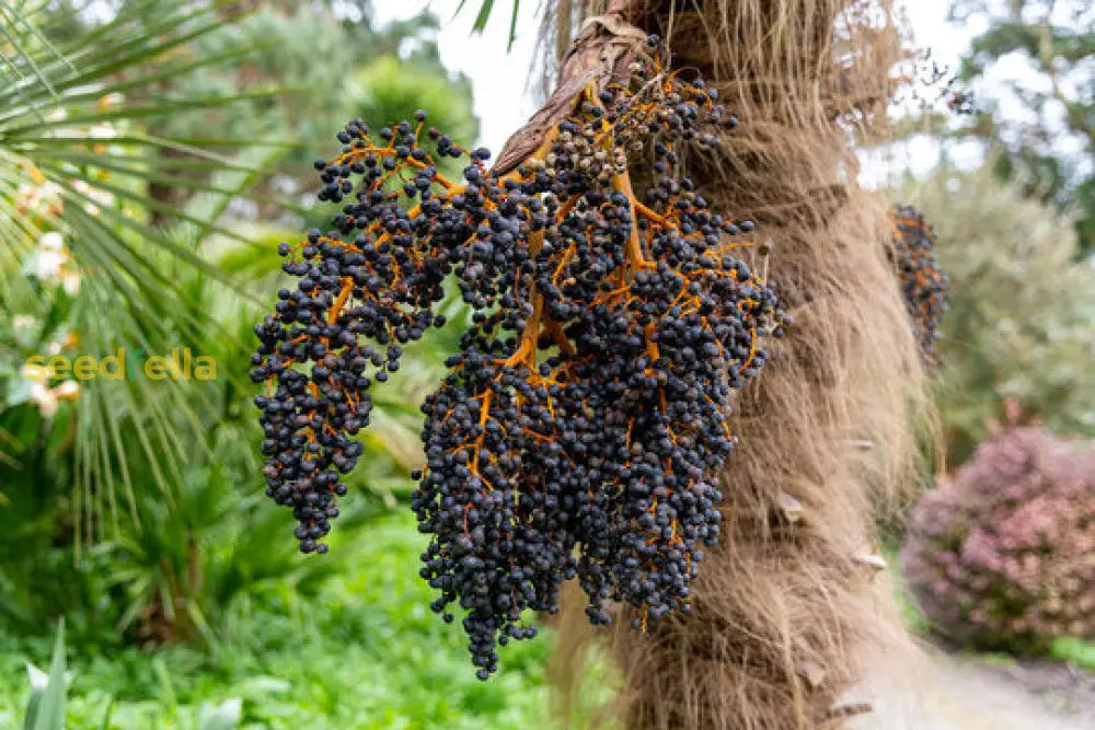 Acai Fruit Seeds Collection for Easy Planting