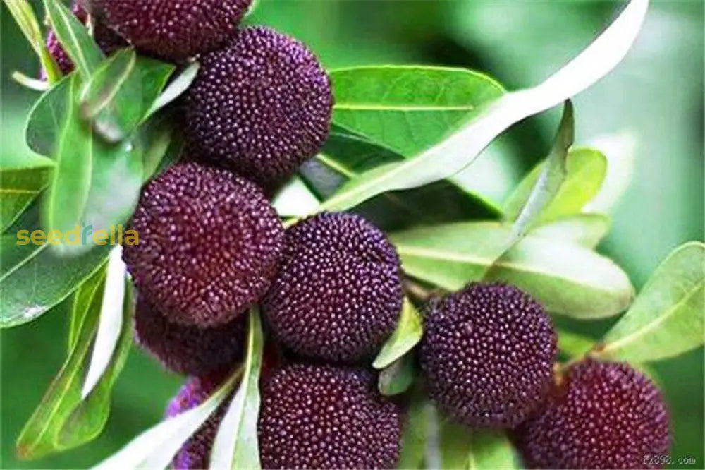 Arbutus Bayberry Fruit Seeds for Planting Lavender