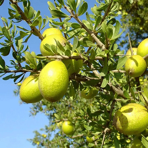 Argania Spinosa Fruit Seeds - Easy Planting
